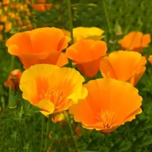 Ingredient 4