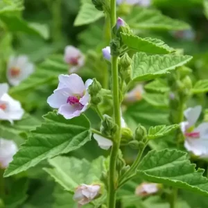 Ingredient 5